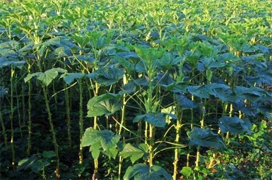 秋葵適合東北種植嗎，控溫25～28℃即可種植