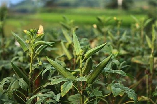 秋葵適合東北種植嗎，控溫25～28℃即可種植