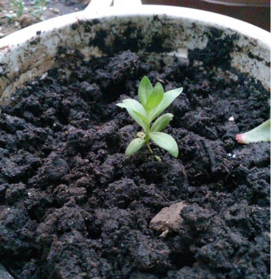 洋桔梗如何種植:播種要根據(jù)品種的不同而提前兩個(gè)月移植 洋桔梗如何種植:播種要根據(jù)品種的不同而提前兩個(gè)月移植
