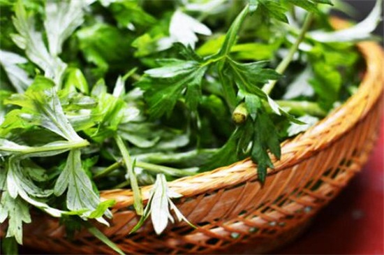 艾草作用是什么，驅(qū)蚊/綠化/抗菌/驅(qū)寒