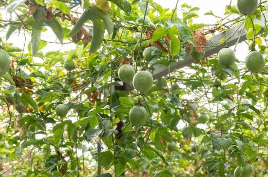 百香果養(yǎng)殖方法和注意事項 百香果養(yǎng)殖方法和注意事項