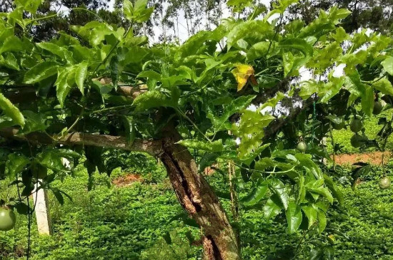 百香果養(yǎng)殖方法和注意事項 百香果養(yǎng)殖方法和注意事項
