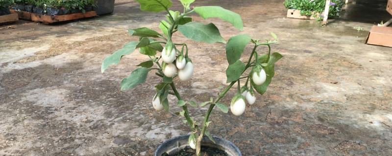 百香果養(yǎng)殖方法和注意事項 百香果養(yǎng)殖方法和注意事項