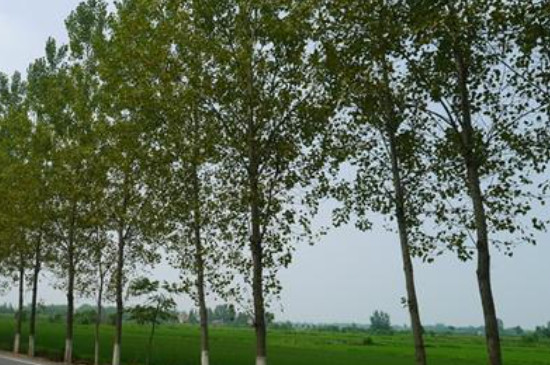 栽楊樹苗怎么栽成活率高 栽楊樹苗怎么栽成活率高