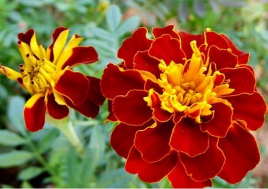 孔雀草花語:爽朗,活潑,總是興高采烈 孔雀草花語:爽朗,活潑,總是興高采烈
