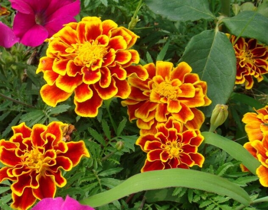 孔雀草花語:爽朗,活潑,總是興高采烈 孔雀草花語:爽朗,活潑,總是興高采烈