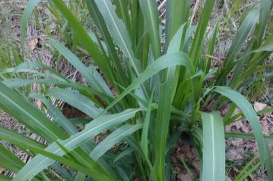 黃竹草種子怎樣種植 黃竹草種子怎樣種植