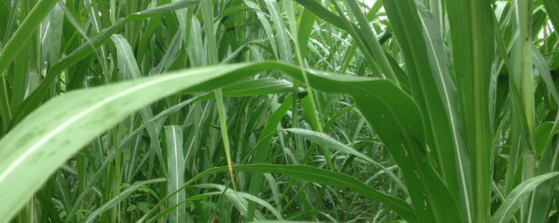 黃竹草種子怎樣種植 黃竹草種子怎樣種植
