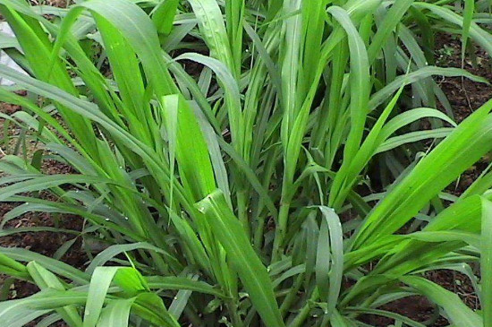 黃竹草種子怎樣種植 黃竹草種子怎樣種植