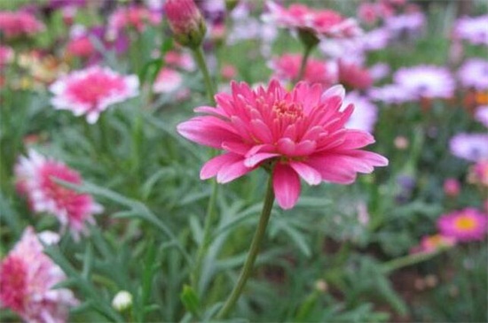 瑪格麗特什么時(shí)候開花 瑪格麗特什么時(shí)候開花