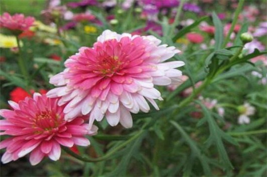 瑪格麗特什么時(shí)候開花 瑪格麗特什么時(shí)候開花