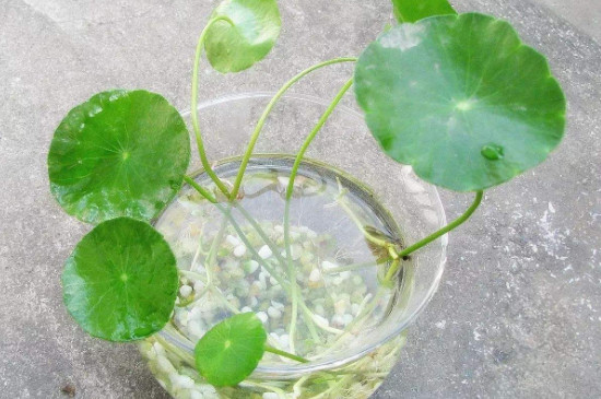 水培銅錢草根莖多久長出新葉 水培銅錢草根莖多久長出新葉