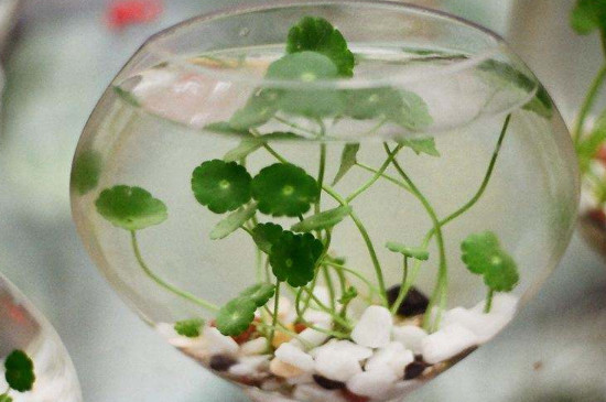 水培銅錢草根莖多久長出新葉 水培銅錢草根莖多久長出新葉
