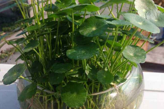 水培銅錢草根莖多久長出新葉 水培銅錢草根莖多久長出新葉