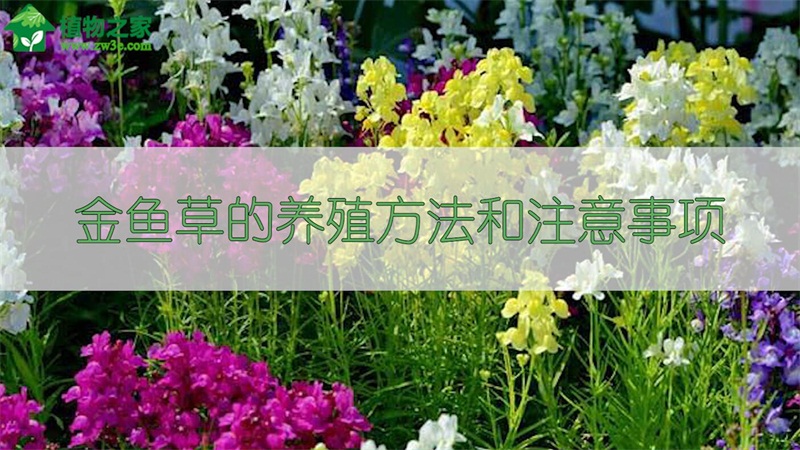 金魚草的養(yǎng)殖方法和注意事項 金魚草的養(yǎng)殖方法和注意事項