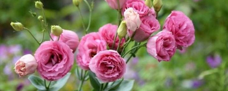 洋桔梗鮮切花能養(yǎng)多久 洋桔梗鮮切花能養(yǎng)多久