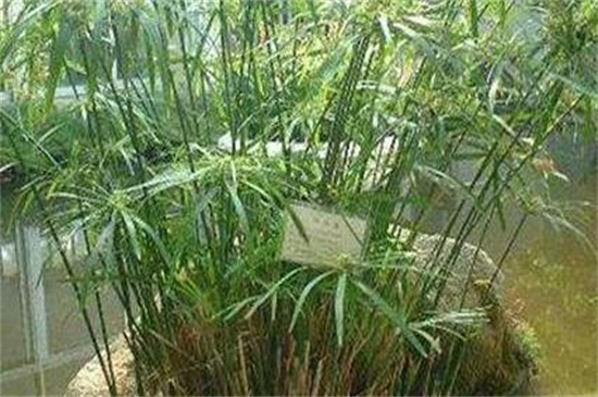 水竹冬天怎么養(yǎng) 水竹冬天怎么養(yǎng)