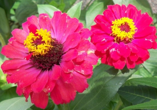 重瓣百日草出現(xiàn)單瓣花怎么辦
