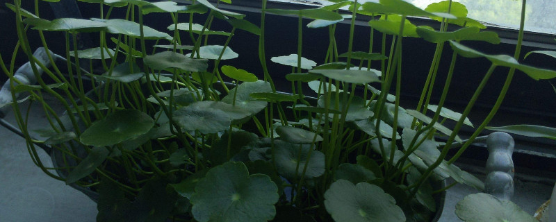 浮萍怎么傳播種子 浮萍怎么傳播種子