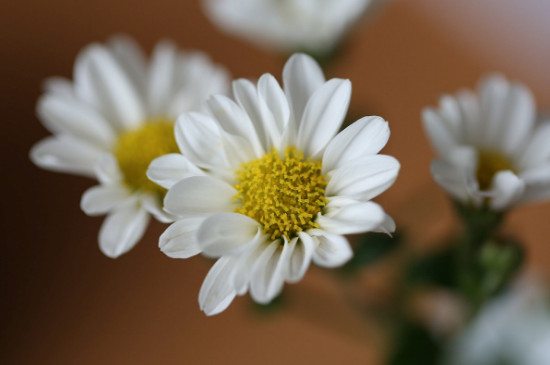 雛菊發(fā)芽到開花過程 雛菊發(fā)芽到開花過程