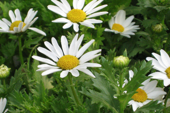 雛菊發(fā)芽到開花過程 雛菊發(fā)芽到開花過程