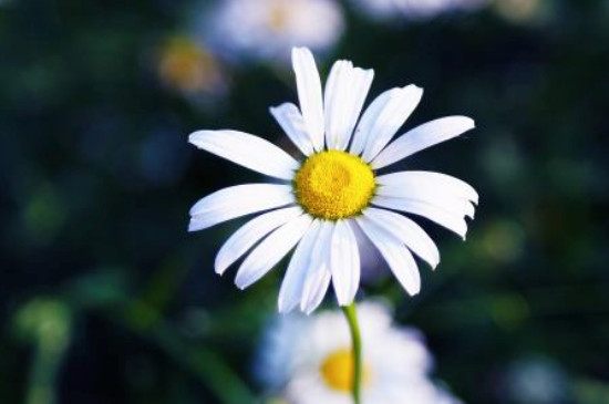 雛菊發(fā)芽到開花過程 雛菊發(fā)芽到開花過程