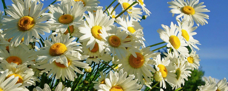 雛菊發(fā)芽到開花過程 雛菊發(fā)芽到開花過程