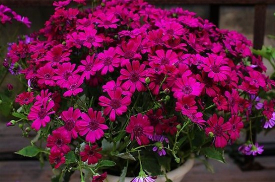 瓜葉菊花期怎么養(yǎng)，瓜葉菊可以養(yǎng)幾年