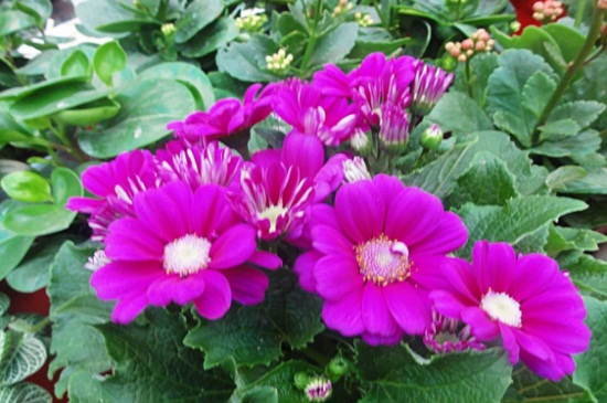 瓜葉菊花期怎么養(yǎng)，瓜葉菊可以養(yǎng)幾年