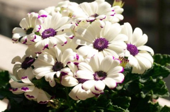瓜葉菊花期怎么養(yǎng)，瓜葉菊可以養(yǎng)幾年