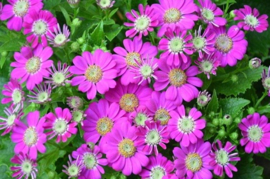 瓜葉菊花期怎么養(yǎng)，瓜葉菊可以養(yǎng)幾年