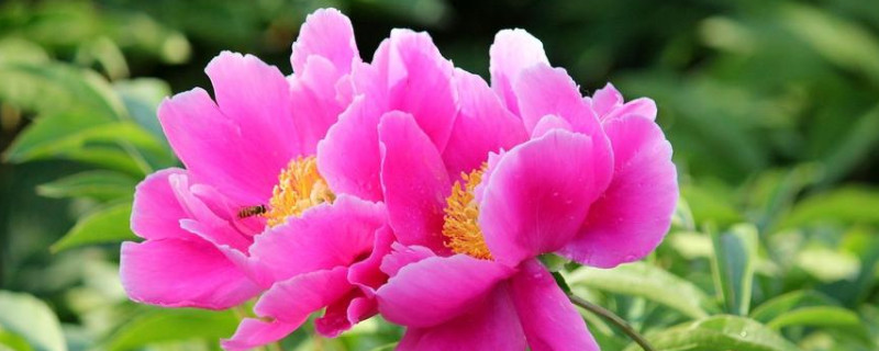 芍藥花骨朵枯萎是什么原因 芍藥花骨朵枯萎是什么原因