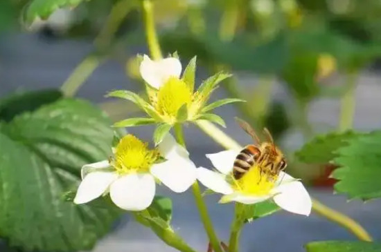 草莓要授粉嗎 草莓要授粉嗎
