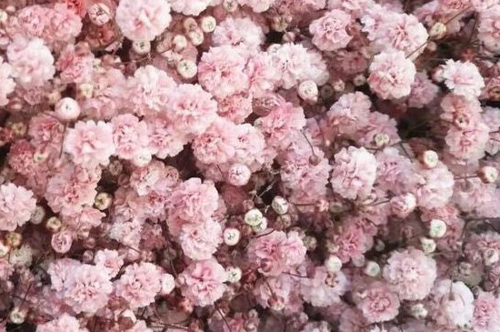 粉色滿天星的花語 粉色滿天星的花語