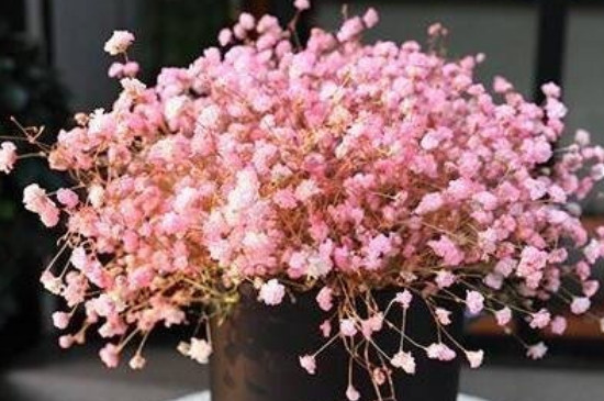 粉色滿天星的花語 粉色滿天星的花語