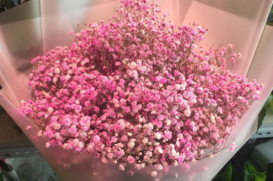 粉色滿天星的花語 粉色滿天星的花語