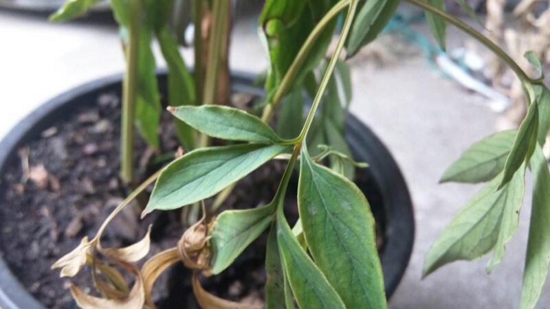 芍藥花葉子發(fā)黃怎么辦 芍藥花葉子發(fā)黃怎么辦