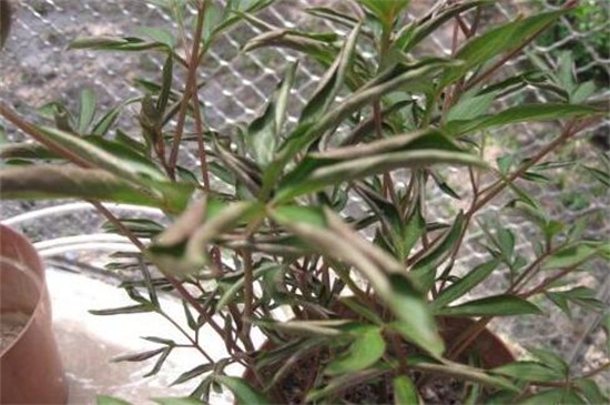 芍藥花葉子發(fā)黃怎么辦 芍藥花葉子發(fā)黃怎么辦