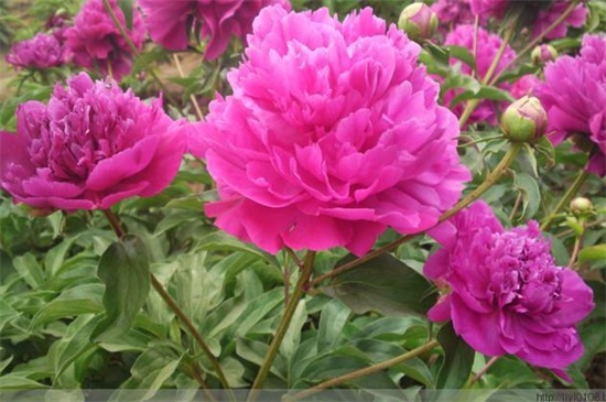 芍藥花葉子發(fā)黃怎么辦 芍藥花葉子發(fā)黃怎么辦