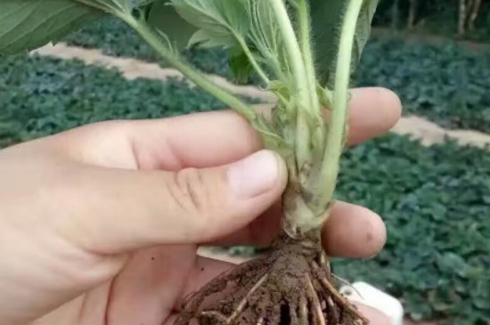 草莓苗為什么一年一換 草莓苗為什么一年一換