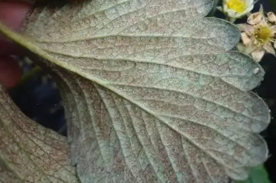 草莓葉子發(fā)紅是什么原因 草莓葉子發(fā)紅是什么原因