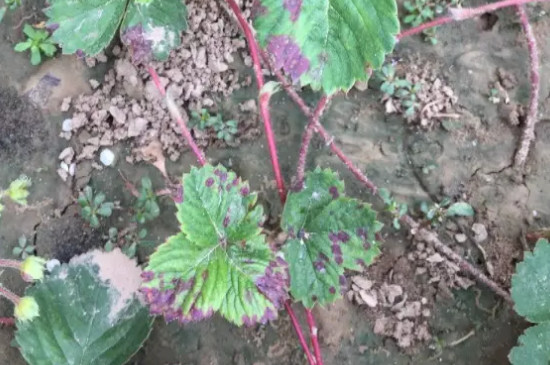 草莓葉子發(fā)紅是什么原因 草莓葉子發(fā)紅是什么原因