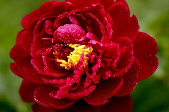 芍藥是什么 芍藥是什么