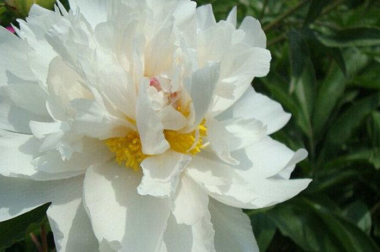 芍藥是什么 芍藥是什么