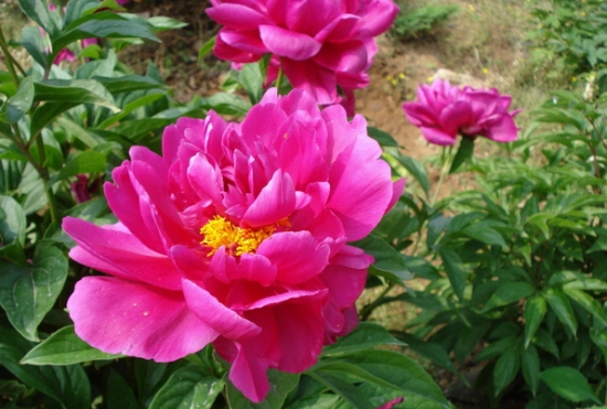 芍藥應(yīng)怎樣科學(xué)栽培 芍藥應(yīng)怎樣科學(xué)栽培