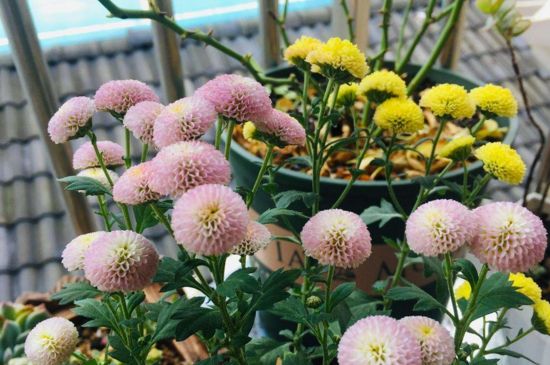 紐扣菊的養(yǎng)殖方法 紐扣菊的養(yǎng)殖方法