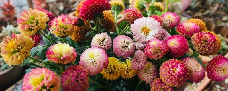 紐扣菊的養(yǎng)殖方法 紐扣菊的養(yǎng)殖方法