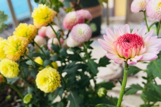 紐扣菊的養(yǎng)殖方法 紐扣菊的養(yǎng)殖方法