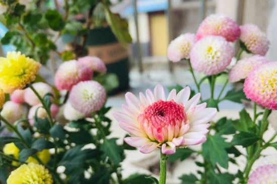 紐扣菊的養(yǎng)殖方法 紐扣菊的養(yǎng)殖方法