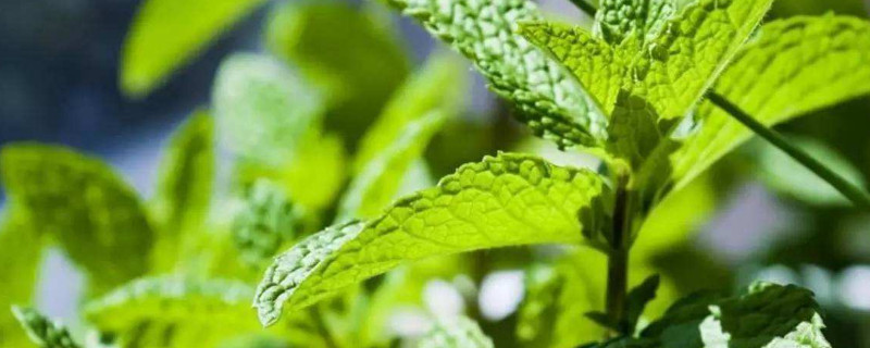 薄荷種植方法和注意事項 薄荷種植方法和注意事項